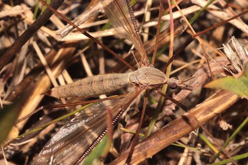 Réf. 277 389 : Tipula sp.
